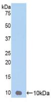 Polyclonal Antibody to Chemokine (C-X-C Motif) Ligand 3 (CXCL3)