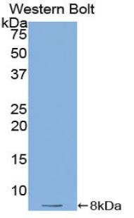 Polyclonal Antibody to Thymosin Beta 4 (TMSB4X)