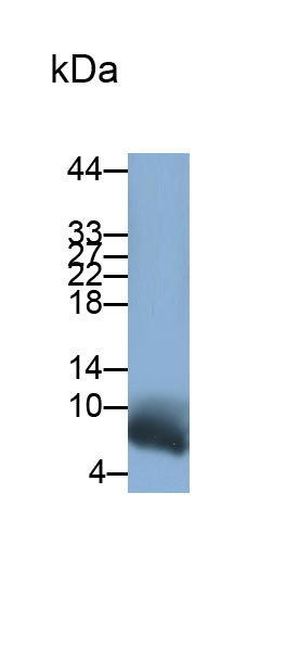 Polyclonal Antibody to Thymosin Beta 4 (TMSB4X)