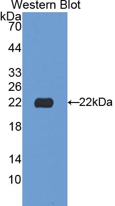 Polyclonal Antibody to Neuraminidase (NEU)