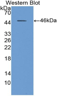 Polyclonal Antibody to Neuraminidase (NEU)