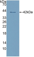 Polyclonal Antibody to Cluster Of Differentiation 209 (CD209)