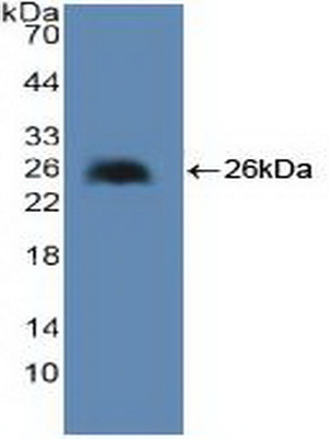 Polyclonal Antibody to Cytosolic Phospholipase A2 (PLA2G4)