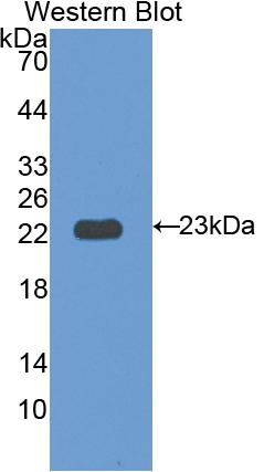 PAB639Hu01.jpg