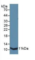 Polyclonal Antibody to Interleukin 13 Receptor Alpha 2 (IL13Ra2)