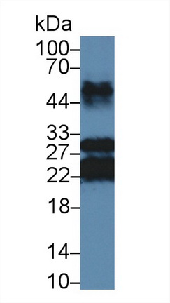 PAB650Bo01.jpg