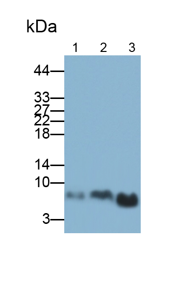 Polyclonal Antibody to Chemokine (C-X-C Motif) Ligand 27 (CCL27)