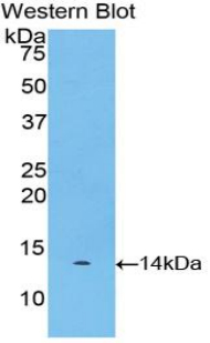 Polyclonal Antibody to Myostatin (MSTN)