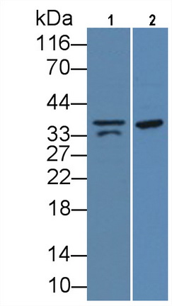 Polyclonal Antibody to Myostatin (MSTN)