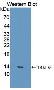 Polyclonal Antibody to Myostatin (MSTN)