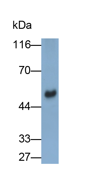 Polyclonal Antibody to Citrate Synthase (CS)