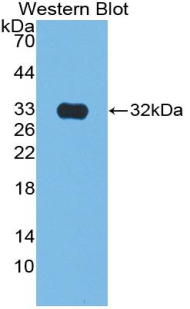 Polyclonal Antibody to Citrate Synthase (CS)