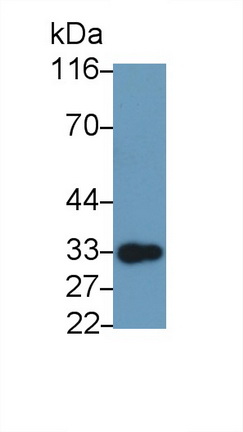 Polyclonal Antibody to Glucocorticoid Induced Tumor Necrosis Factor Receptor (GITR)