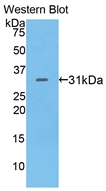 Polyclonal Antibody to Cluster Of Differentiation 229 (CD229)