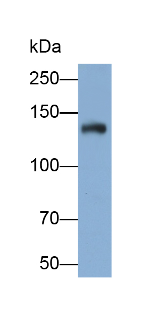 Polyclonal Antibody to Integrin Alpha M (CD11b)