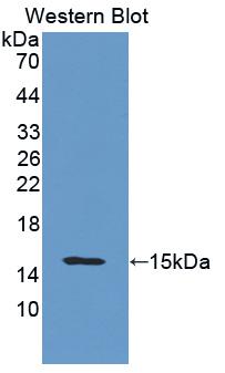 Polyclonal Antibody to Integrin Alpha M (CD11b)