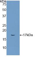 Polyclonal Antibody to Integrin Alpha M (CD11b)