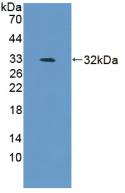 Polyclonal Antibody to B-Cell Activating Factor (BAFF)