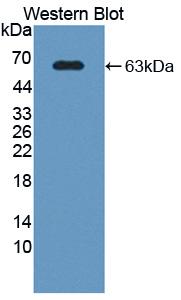 FITC-Linked Polyclonal Antibody to Permeability Glycoprotein (Pgp)