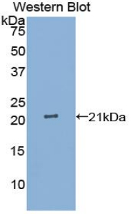 Polyclonal Antibody to Interleukin 25 (IL25)