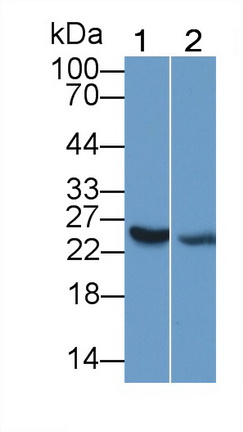 Polyclonal Antibody to Interleukin 25 (IL25)