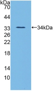 Polyclonal Antibody to Angiopoietin Like Protein 3 (ANGPTL3)