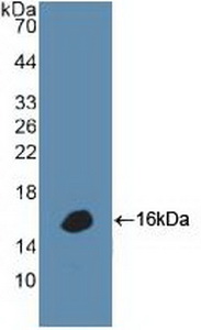 Polyclonal Antibody to Defensin Alpha 1, Neutrophil (DEFa1)