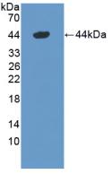 Polyclonal Antibody to Defensin Alpha 1, Neutrophil (DEFa1)