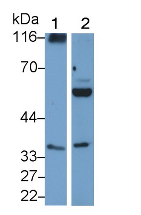 Polyclonal Antibody to Myeloid Differentiation Factor 88 (MyD88)