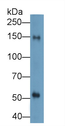 Polyclonal Antibody to Cluster Of Differentiation (C<b>D163</b>)