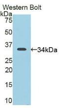 Polyclonal Antibody to Cluster Of Differentiation (CD163)