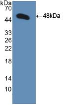 Polyclonal Antibody to Bone Morphogenetic Protein 9 (BMP9)