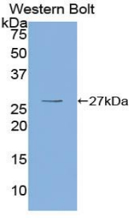 Polyclonal Antibody to Oncoprotein Induced Transcript 3 (OIT3)