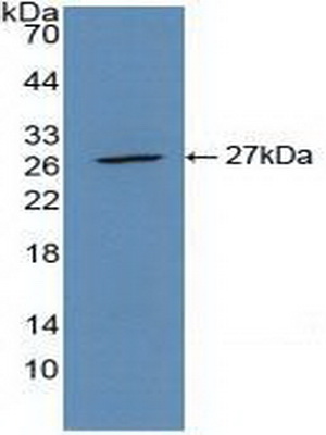 PAB732Mu01.jpg
