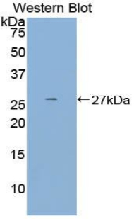 Polyclonal Antibody to C-Type Lectin Domain Family 13, Member A (CLEC13A)