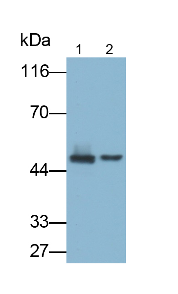 Polyclonal Antibody to Caspase 4 (CASP4)