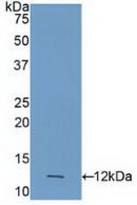 Polyclonal Antibody to Caspase 4 (CASP4)