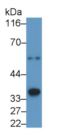 Polyclonal Antibody to Caspase 4 (CASP4)