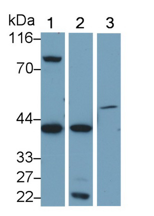 Polyclonal Antibody to Caspase 4 (CASP4)