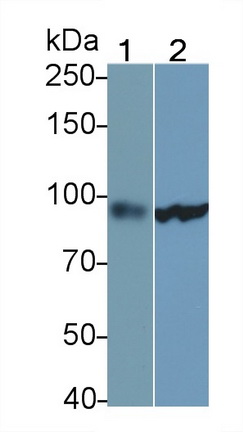 Polyclonal Antibody to Signal Transducer And Activator Of Transcription 5A (STAT5A)