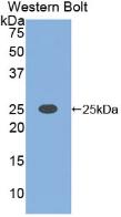 Polyclonal Antibody to C-Type Lectin Domain Family 4, Member C (CLEC4C)