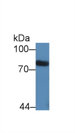 Polyclonal Antibody to Signal Transducer And Activator Of Transcription 3 (STAT3)