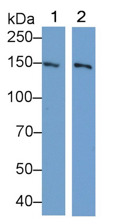 Polyclonal Antibody to Glutamate Receptor Interacting Protein 1 (GRIP1)