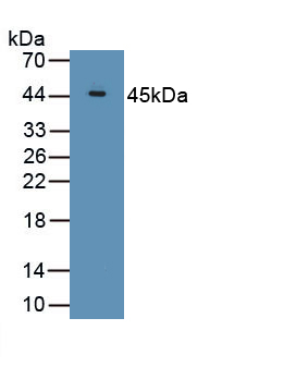 Polyclonal Antibody to Ribonuclease A3 (RNASE3)