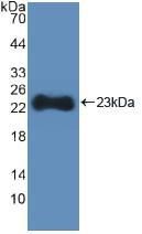 PAB759Hu01.jpg