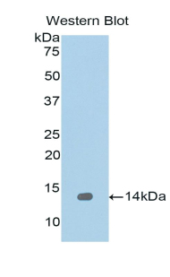 Polyclonal Antibody to Regenerating Islet Derived Protein 1 Alpha (REG1a)