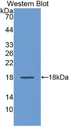 Polyclonal Antibody to Regenerating Islet Derived Protein 1 Alpha (REG1a)