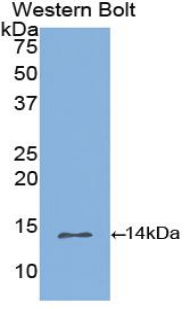 Polyclonal Antibody to Inhibin Beta B (INHbB)