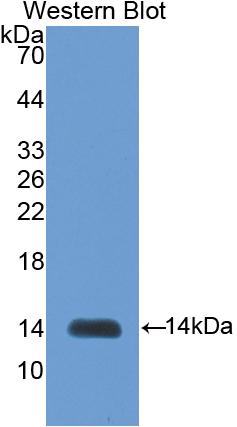 Polyclonal Antibody to Inhibin Beta B (INHbB)