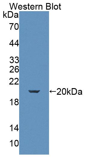 Polyclonal Antibody to Killer Cell Lectin Like Receptor Subfamily K, Member 1 (KLRK1)